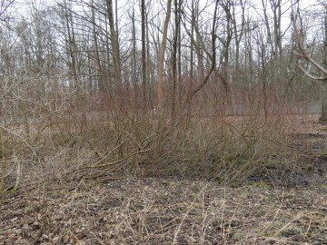 I etap realizacji projektu Re:Generacja Dekada odtwarzania ekosystemów, 